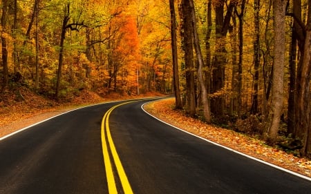 Autumn Road - forests, trees, nature, autumn, road