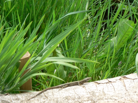 lezard - france, animals, lezard, lizard, reptiles