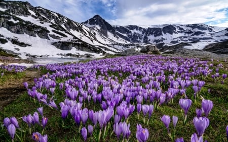 Rila Mountains, Bulgaria - flowers, national park, snow, spring, crocus