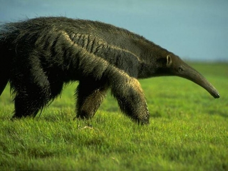 Anteater - animal, great, wild life, anteater