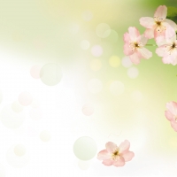 Plum Blossoms Soft