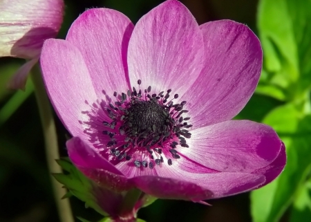 Purple - flower, purple, amazing, color