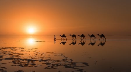 Caravan - beach, camels, reflection, water, caravan, sunset