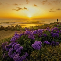 Coastal Flowers At Sunset