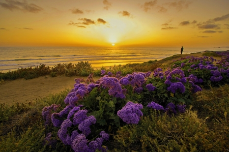 Coastal Flowers At Sunset - dunes, yellow, coast, beach, beautiful, sea, flowers, sunset, California, purple, waves, sky