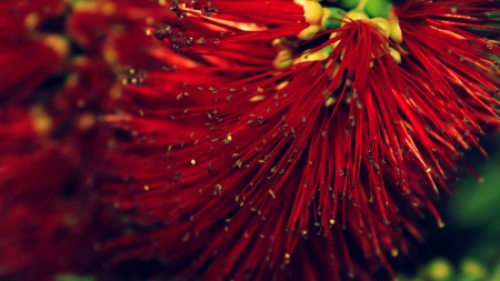 Red Flower - flowers, nature, red, close up