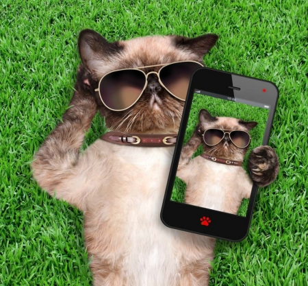 Cat selfie - fun, summer, cat, selfie