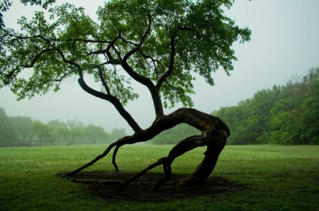 Bowing tree - park, tree, amazing, bow