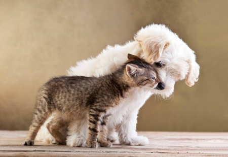 Cat and dog - kitten, cute, dog, puppy, cat