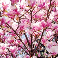 Blooming magnolia