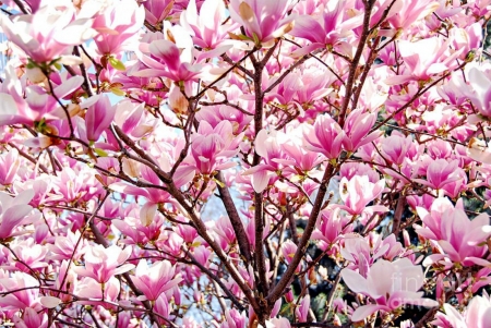 Blooming magnolia - magnolia, bloom, pink, spring