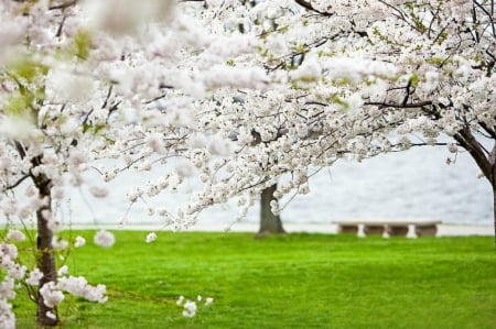 White blossom - white, lake, blossom, bench, spring