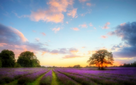 Lavender Field - abstract, field, lavender, art