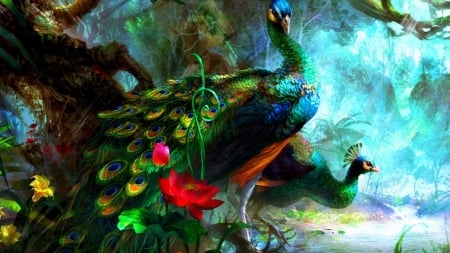 Peacock - colorful, lovely, peacock, two