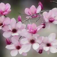 Magnolia blossoms