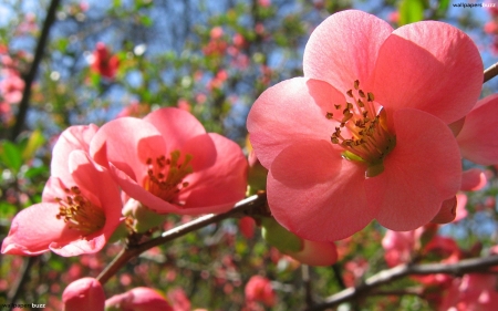 Spring Blossoms - blooming, leaves, tree, twigs