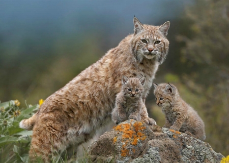 Bobcat and cubs - cubs, lynx, wild life, bobcat