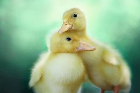 Ducklings - ducklings, cute, bird, duck