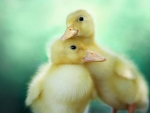 Ducklings