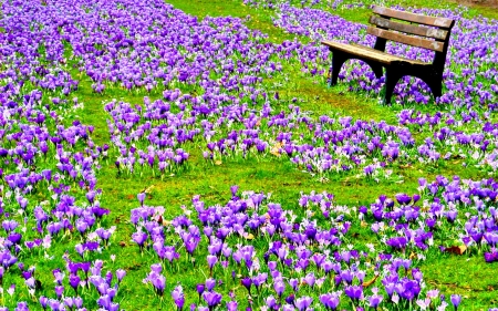 Spring Flowers - purple, crocus, springtime, park, bench