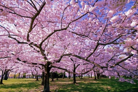 Pink blossom - sakura, blossom, cherry, spring, pink