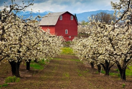 Red barn in spring