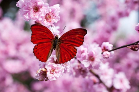 Plum blossom - butterfly, red, blossom, plum, spring