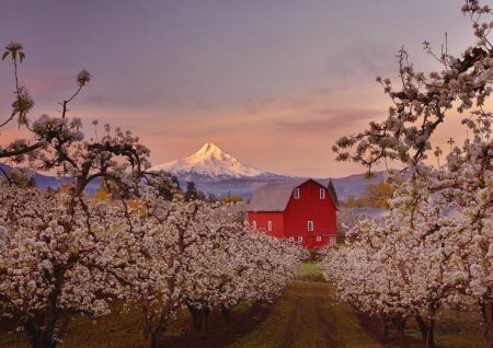 Spring blossom - blossom, spring, barn, mountain