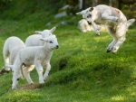 Spring lambs