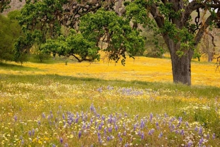 Wild spring flowers - flowers, field, spring, tree