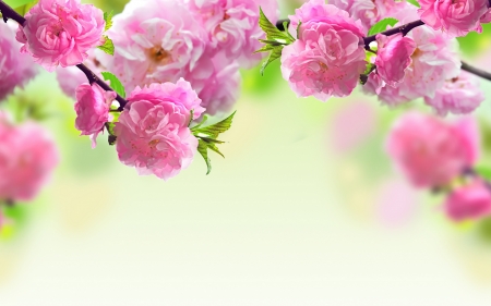 Spring Blossoms - garden, cherry, tree, blooming, leaves