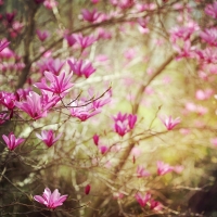 Spring Blossoms