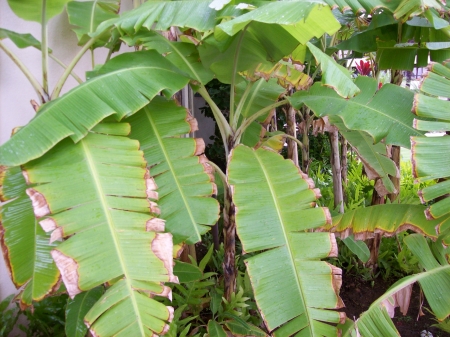 Banana Tree - tropical, banana, tree, hawaii