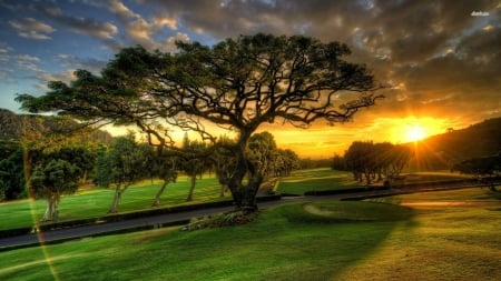 Sunset in the Park - trees, sunset, sy, green, park