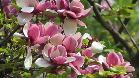 Spring Flowers - blossoms, magnolia, tree, twigs, garden