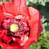 Garden poppy