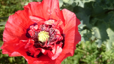 Garden poppy - Red, Nature, Bath, Flower, Poppy