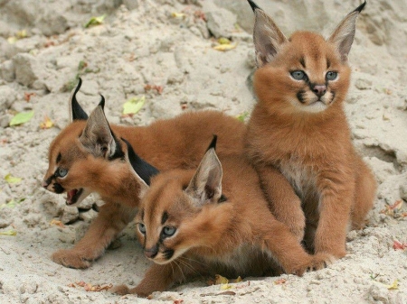 Bobcat cubs - bobcat, cubs, cute, lynx