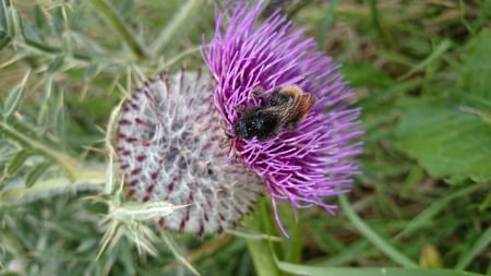 A wild honey bee - bath, honey bee, bee, thistle, nature