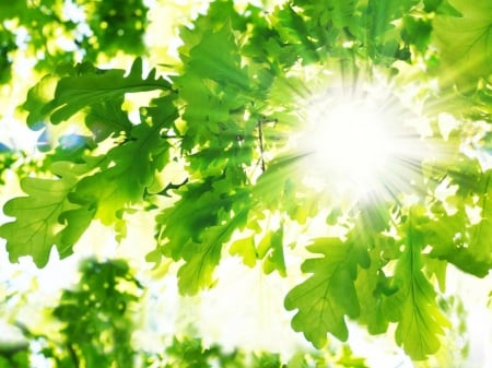 Spring oak - leaves, oak, spring, sun