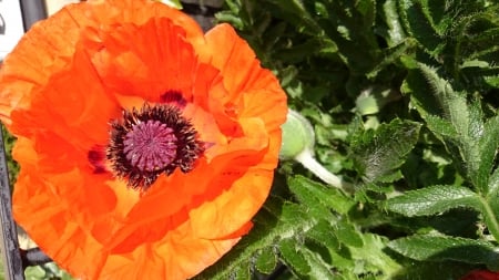 Poppy - Field, Red, Remberance, Poppy