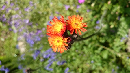 Wild Flower - garden, orange, flower, wild flower