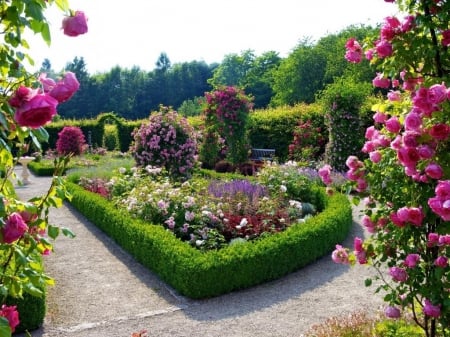 beautiful rose garden - nature, roses, beautiful, flowers, garden