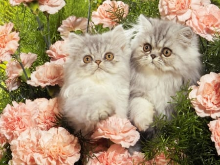 cute grey kittens and pink roses - haired, pink roses, two, animals, kittens, cats, cute, gray, long