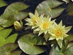 yellow waterlily pond