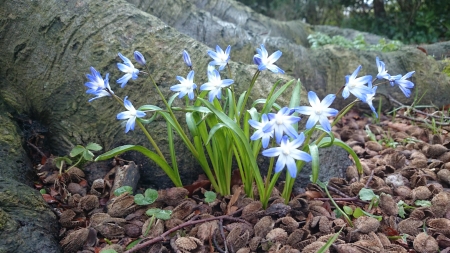 Woodland Flowers - wild flowers, spring, flower, woodland