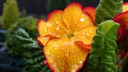 Polyanthus - Garden, Rain Drops, Flowers, Spring