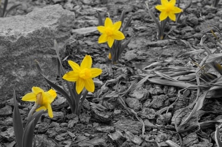 Dandy Daffys - ground, row, flowers, spring, leaves, yellow, stems, garden, bright, daffodils, nature