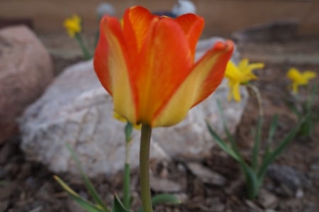 Stand Out - daffodils, one, spring, white, brown, yellow, macro, green, orange, stem, single, rock, garden, bright, nature, leaves, tulip, flower