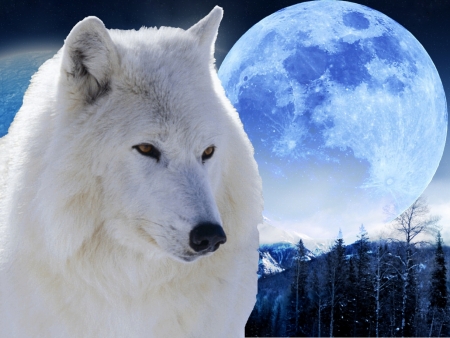 Beauty Of The Night! - moon, beauty, trees, animals, night, mountains, wolf, white, dogs